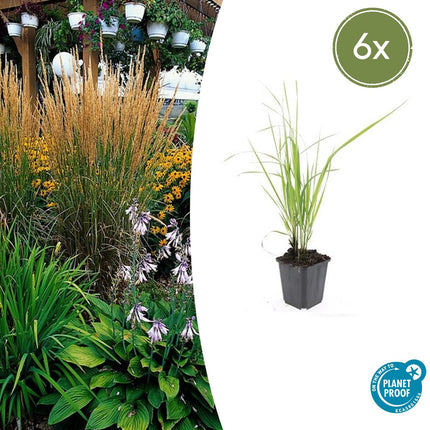 Calamagrostis Acutiflora 'Karl Foerster' - Canna di struzzo - ↕10-25cm - Ø9cm - 6x