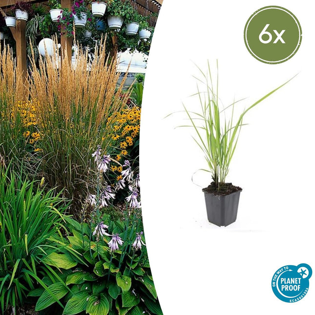 Calamagrostis Acutiflora 'Karl Foerster' - Caña de avestruz - ↕10-25cm - Ø9cm - 6x