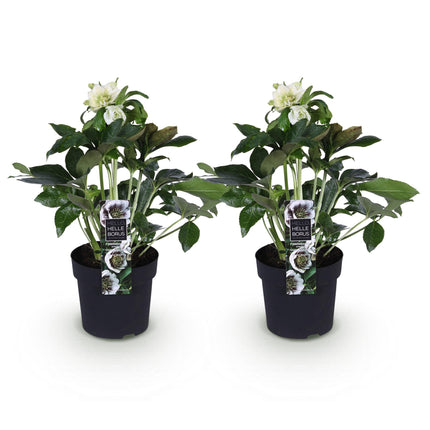 Hellébore d'Orient 'Double Ellen White' - Fleur blanche - 2 plants - Persistant - Pot de 14 cm - Hauteur 35 cm