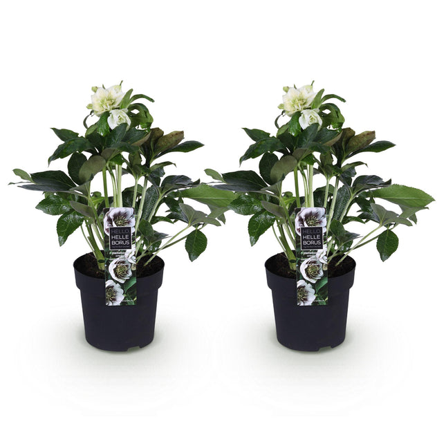 Fasterose - Helleborus orientalis Dobbelt Ellen Hvid - Hvid Blomst - ↕35cm - Ø14cm - 2x