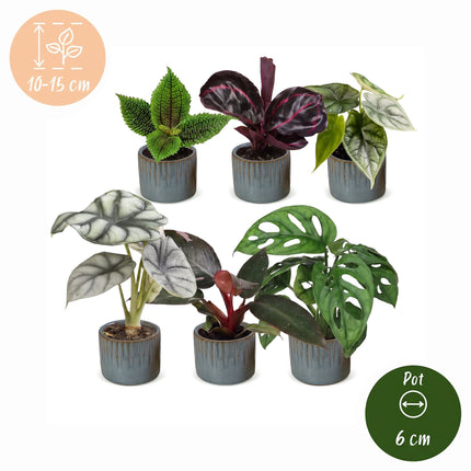 Baby Planten Jungle Mix - Diversen 6x - Tropisch - incl. Linnea Misty Blue - Ø6cm - ↕10-15cm