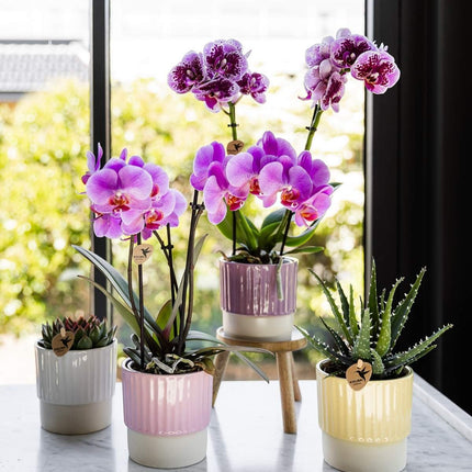 Kolibri Orchids | Combi Deal - 2 Roze-Paarse Phalaenopsis Orchideeën Mineral Frederikstad - Ø9 cm