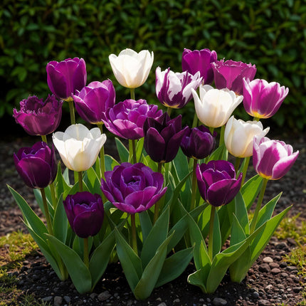 Bloembollen - Tulp Blueberry mix - Diversen Kleuren - 12 stuks - Bolmaat 11/12 - XXL Pack