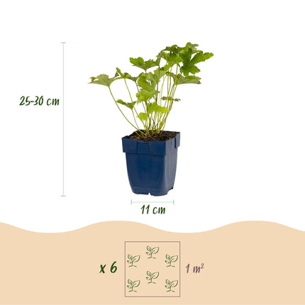 Borderpakket - Schaduw - Diversen - Soorten en kleuren - 12 Planten - Pot 11cm - Hoogte 15-25cm
