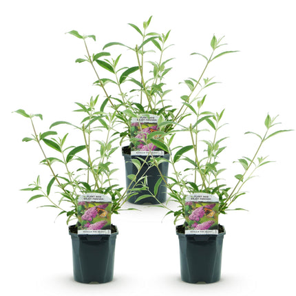 Buddleja davidii Pink Delight - Arbusto de mariposas - Rosa - ↕45cm - Ø17cm - 3x