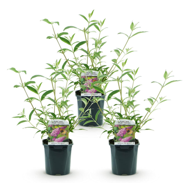 Buddleja davidii Pink Delight - Vlinderstruik - Roze - ↕45cm - Ø17cm - 3x