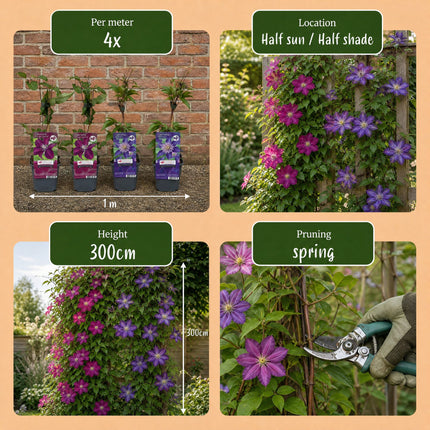 Clematis Duo Blue & Red - Bosrank Duo Blauw & Rood 4x - Blauw - Rood - Klimplant - Ø9cm - ↕35cm