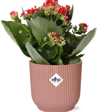 Kalanchoe Rosalina Don Justino Rood + elho Vibes Fold Ø14cm roze
