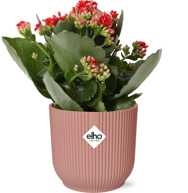 Kalanchoe Rosalina Don Justino Rød + elho Vibes Fold Ø14cm pink