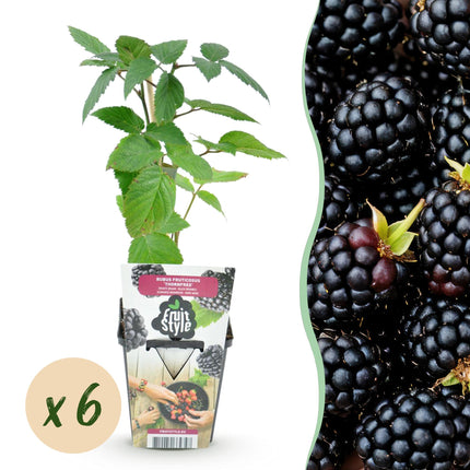 Torneløse Brombær - Rubus Torneløse - Sorte Brombær - Ø9cm - 6x