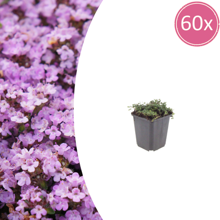 Thymus praecox 'Purple Beauty' - Creeping thyme - ↕10-25cm - Ø9cm - 60x