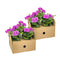 Hanggeranium (Pelargonium peltatum)
