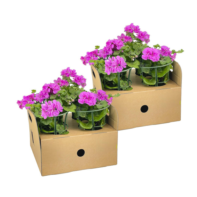 Hanggeranium - Pelargonium peltatum Violet Ø12 cm - ↕20 cm - 8x