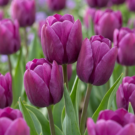 120x Tulipa Triumph Purple - Bloembollen - Triomftulp - Paars - Voorjaarsbloeier - Bolmaat 11/12
