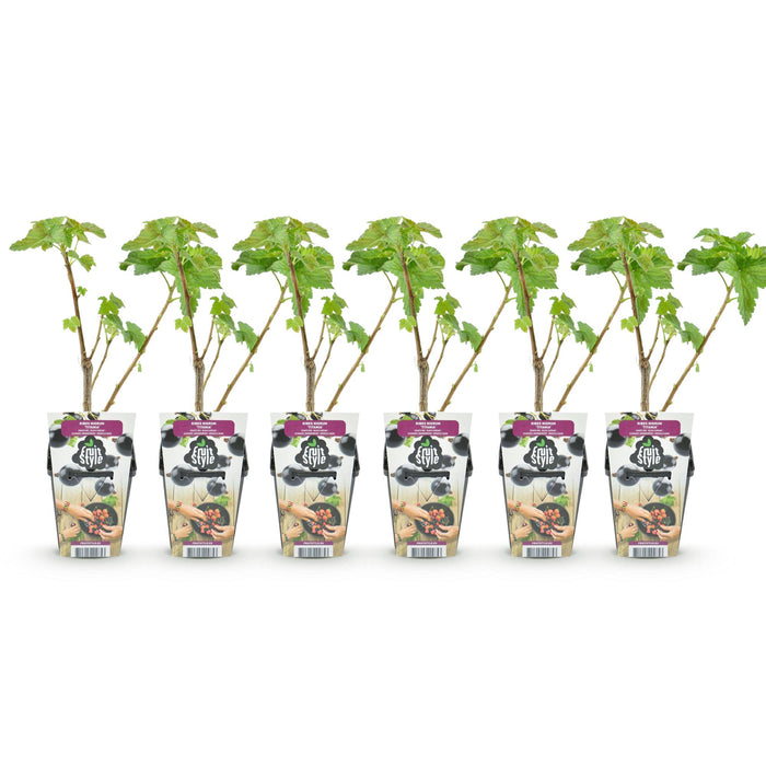 Ribes Nigrum Titania - Zwarte Bes - ↕30-35cm - Ø9cm - 6x