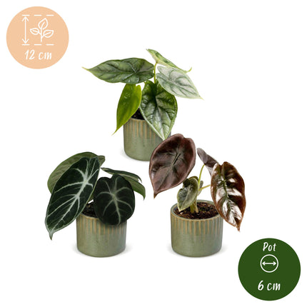 Baby Alocasia Tricolour 3x - Rood - Groen - Zwart - Tropisch - incl. Linnea Olive - Ø6cm - ↕12cm