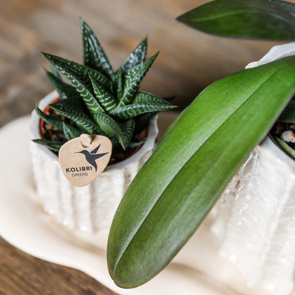 Kolibri Orchids | Gift Set Oyster - Witte Phalaenopsis Orchidee Mineral Gibraltar & Succulent
