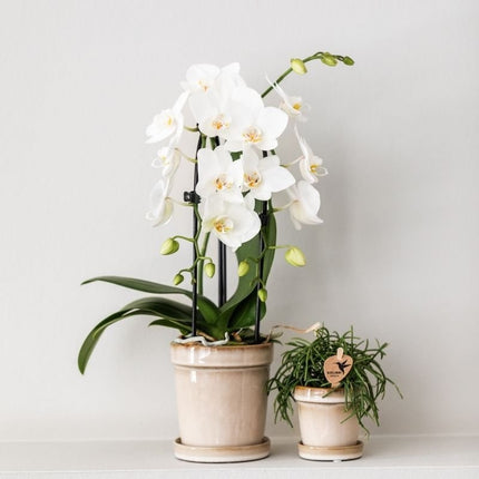 Kolibri Orchids | Witte Phalaenopsis orchidee - Niagara Fall White - bloeiende kamerplant - vers van de kweker - Ø9cm