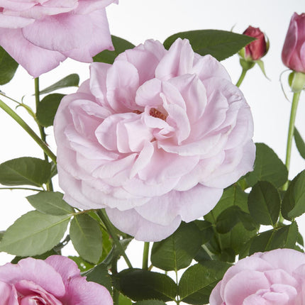 Rosa Crazy in love 'Pink' - Rosa rampicante - ↕65cm - Ø15cm - 3x