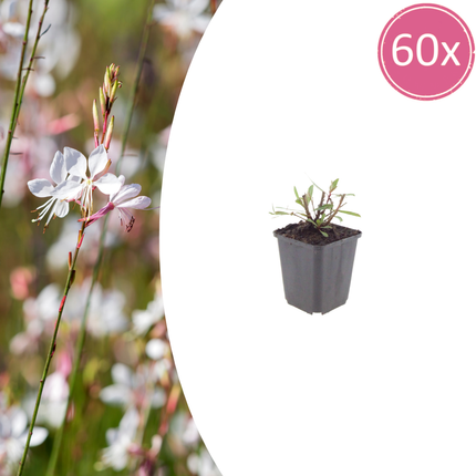 Bellissima candela - Gaura lindheimeri 'Whirling Butterflies' - ↕10-25cm - Ø9cm - 60x