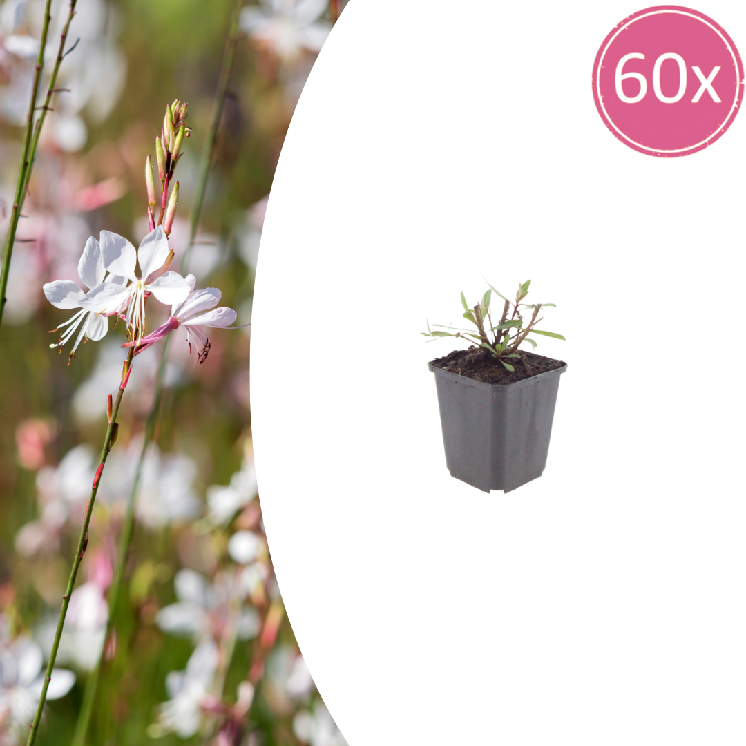 Prachtkaars (Gaura lindheimeri)