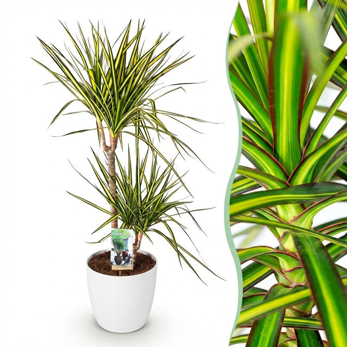 Dracaena Sunray - Drakenbloedboom - met witte plantenpot - ↕90-100cm - Ø21cm