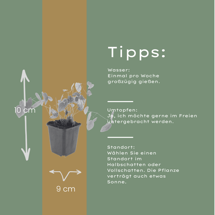 12x Epimedium y. 'Niveum' - ↕10-25cm - Ø9cm
