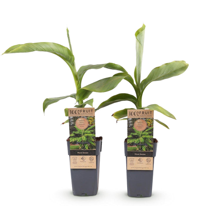 Fruitplant - Japanse vezelbanaan - Musa Basjoo - Winterhard - 2 planten - Pot 15cm Hoogte 50cm