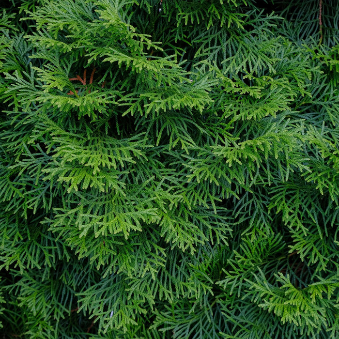 Haagplanten - Thuja occidentalis Smaragd - blad groen - 8 planten - 1 strekkende meter - groenblijvend - pot 9cm hoogte 30-35cm