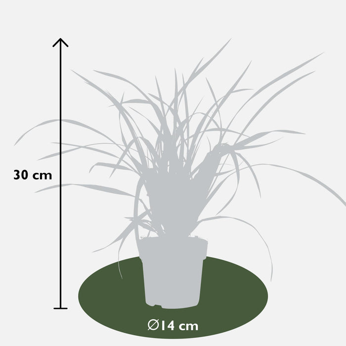 Carex morrowii 'Irish Green' - ↨30cm - Ø14 - 3x