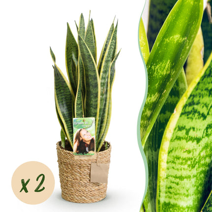 Sansevieria Laurentii - Snake Plant - with basket - ↕60-70cm - Ø17cm - 2x