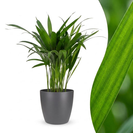 Areca Lutescens - Goudpalm - met Potter Grijs - Pot 12cm - Hoogte - 45cm