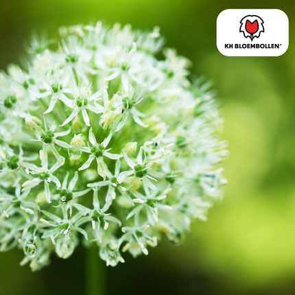 Allium White Giant - Flower Bulbs - 5x