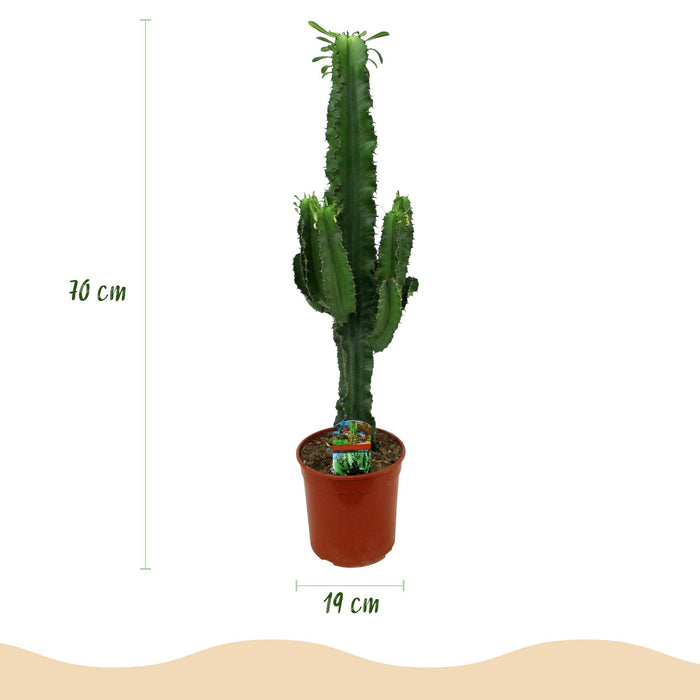 Euphorbia Eritrea - Afrikaanse melkboom - 2x - ↕70cm - Ø19cm