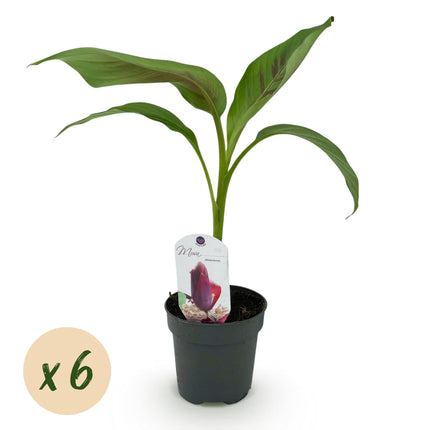 Bananier (Musa sikkemensis 'Red Tiger') - Rustique - Lot de 6 - Pot de 12 cm - Hauteur : 30 cm