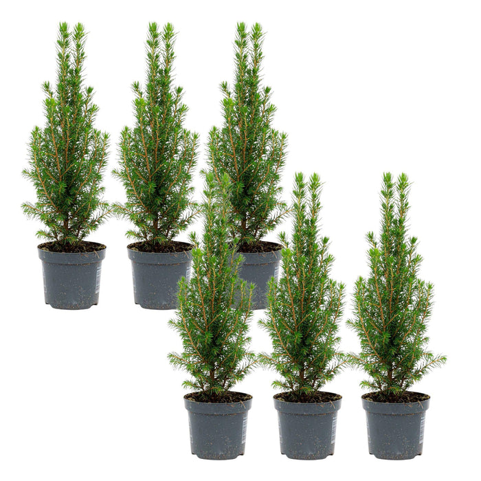 Mini-Kerstboom - Chamaecyparis - ↕25-30 cm - 6x
