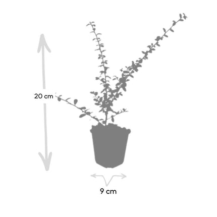 Cotoneaster Suecicus 'Coral Beauty' - ↕10-25cm - Ø9cm - 24x