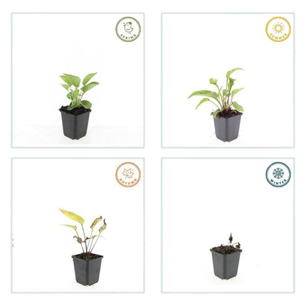Echinacea Purpurea 'Magnus' - Zonnehoed - ↕10-25cm - Ø9cm - 24x