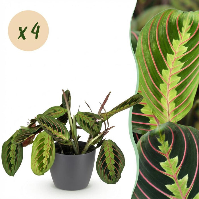 Maranta Fascinator Tricolour - Gebedsplant - met grijze plantenpotten - ↕25cm - Ø12cm - 4x