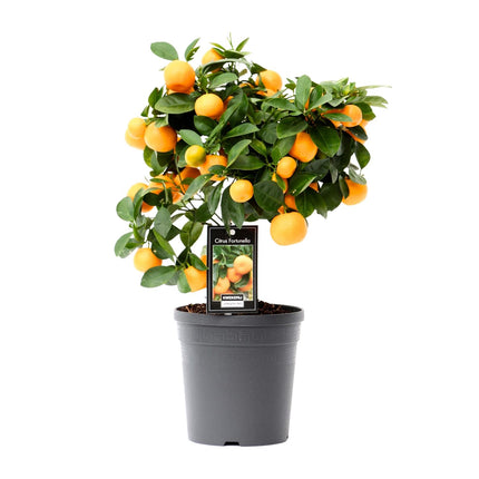 Citrus Calamondin - ↕40cm - Ø15cm