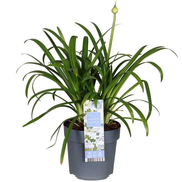 Agapanthus 'Ever White' - Afrikaanse Lelie - ↕30cm - Ø19cm