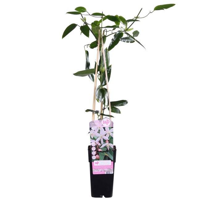 Clematide Armandii Fiore di Mela - Clematide rosa chiaro - ↕65cm - Ø15cm