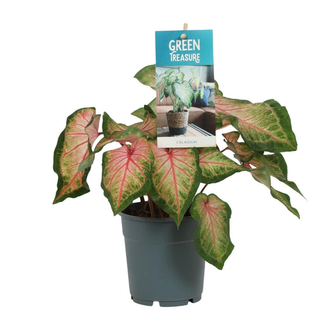 Caladium rosa - ↕25cm - Ø12cm
