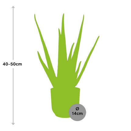 Aloe Vera 12cm in elho Vibes Fold Ø14cm pink - ↕40-50cm
