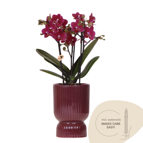 Kolibriorkideer | Lilla Chamonix-orkidé + rød Diabolo dekorativ potte | pottestørrelse Ø9 cm | blomstrende stueplante inkl. vandingsvæge