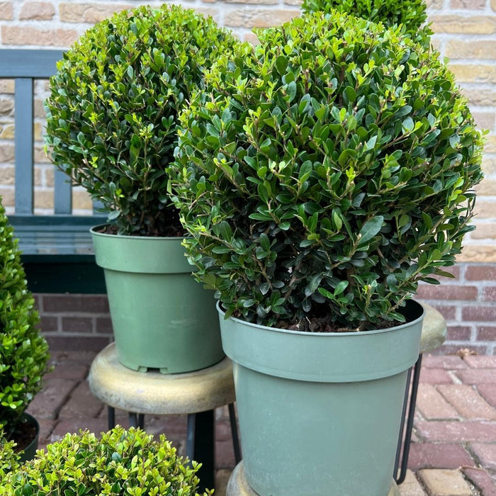 Ilex crenata 'Jenny' bol XL - Ø25cm  - 2x