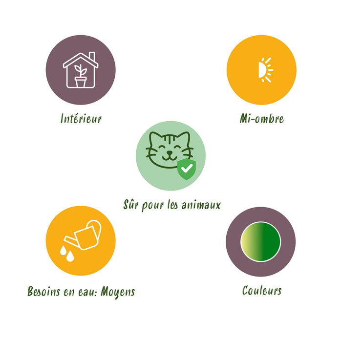 Chlorophytum comosum Bonnie - Krullende Graslelie - ↕20cm - Ø12cm