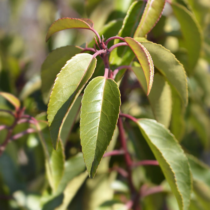 Haagplanten - Prunus lusitanica Angustifolia - blad groen - 6 planten - 1 strekkende meter - groenblijvend - pot 17cm hoogte 50cm