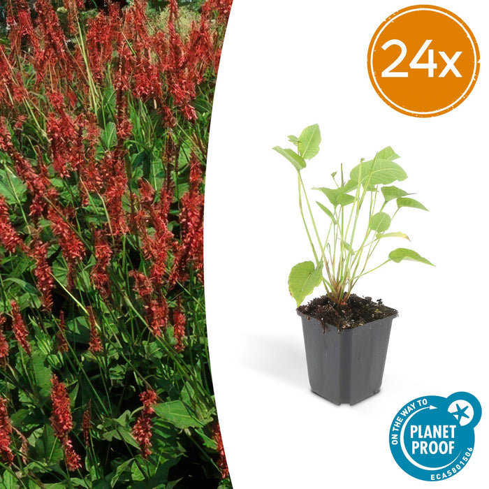 Persicaria amplexicaulis - ↕10-25cm - Ø9cm - 24x