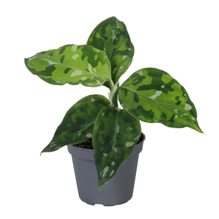 Aglaonema Pictum Tricolor - Camouflagepalm - Groen - Tropisch - Ø6cm - ↕10cm
